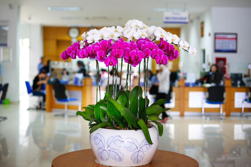 Colorful Flowers in the entrance of an office