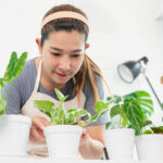 Young Asian woman gardener in casual clothes taking care and squirts for house plant pots on the white wooden table, Concept of home garden and Stylish interior with a lot of plants