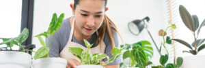 Young Asian woman gardener in casual clothes taking care and squirts for house plant pots on the white wooden table, Concept of home garden and Stylish interior with a lot of plants