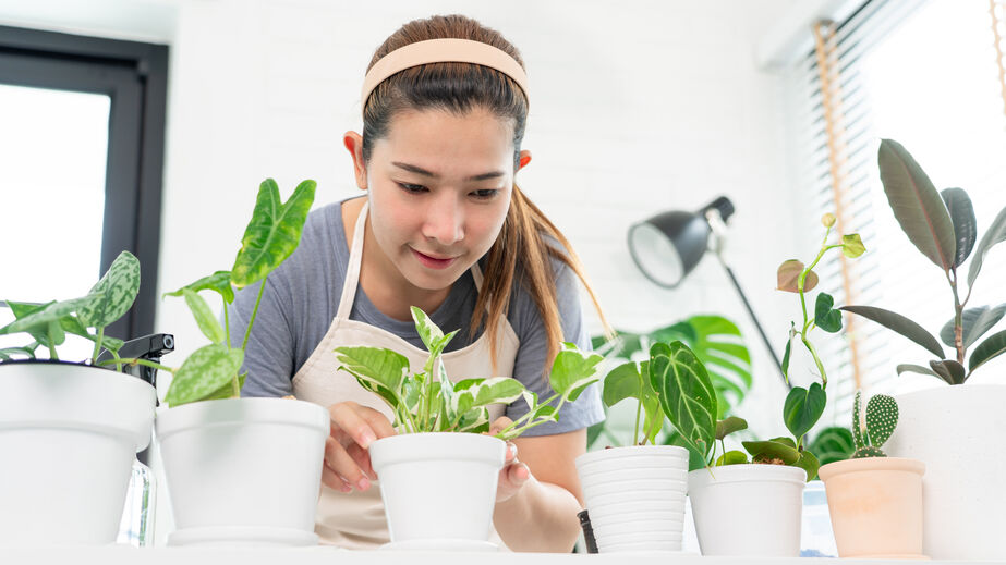 Young Asian woman gardener in casual clothes taking care and squirts for house plant pots on the white wooden table, Concept of home garden and Stylish interior with a lot of plants