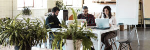 Creative team sitting together, using laptops in modern co-working with potted plant. Business colleagues in casual working together in contemporary office space. Team workplace concept