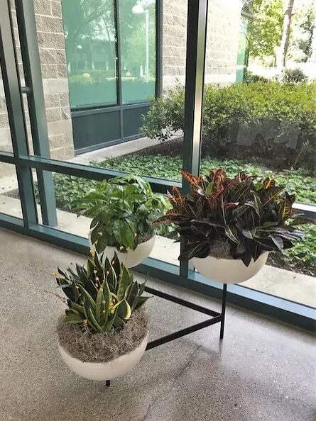 Three plants by windows