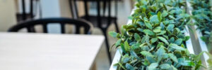 Fresh green plants in vases. Hanging vines. Artificial greenery on the background of the cafe. Decorative landscaping.