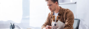 concentrated businessman using laptop while working with jack russell terrier dog in office