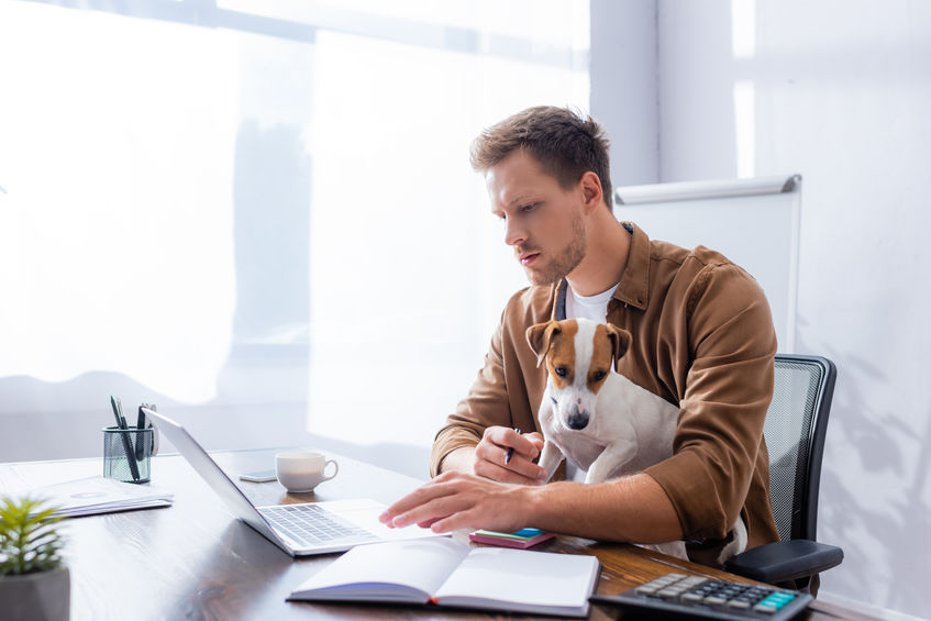 concentrated businessman using laptop while working with jack russell terrier dog in office