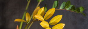 Houseplant disease. Zamioculcas with yellow leaf in brown flower pot on dark background. Concept of indoor plant treatment and care. Closeup. Vertical orientation