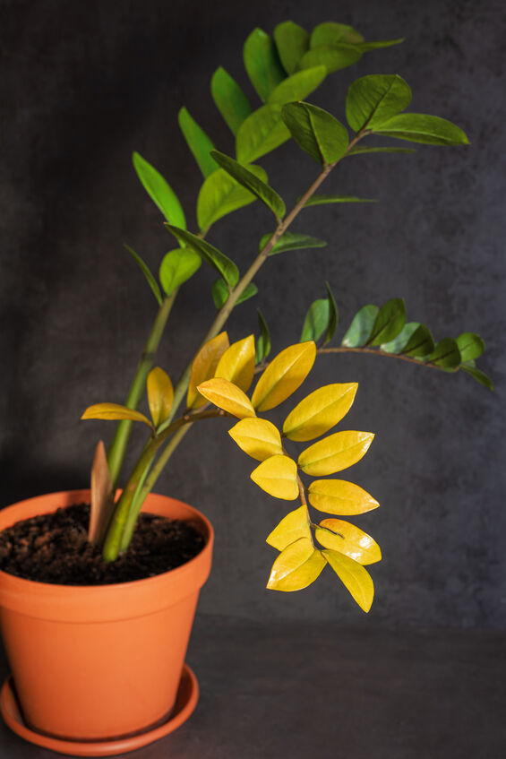 Houseplant disease. Zamioculcas with yellow leaf in brown flower pot on dark background. Concept of indoor plant treatment and care. Closeup. Vertical orientation