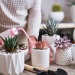 Woman watering house succulent plants - Echeveria, Pachyveria, Havorthia.