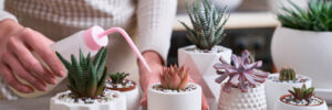 Woman watering house succulent plants - Echeveria, Pachyveria, Havorthia.