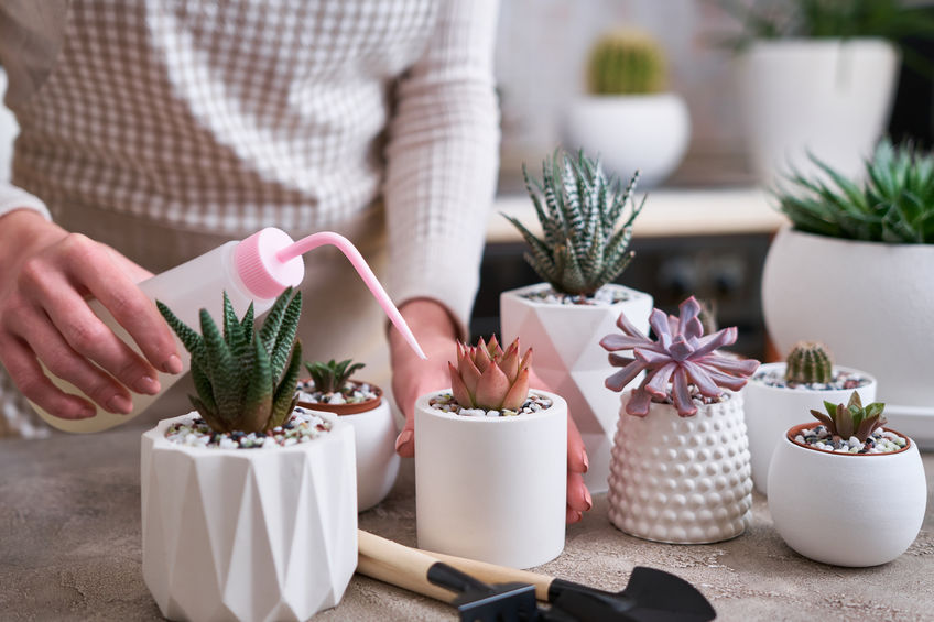 Woman watering house succulent plants - Echeveria, Pachyveria, Havorthia.