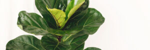 Ficus Lyrata. Beautiful fiddle leaf tree leaves on white background. Fresh new green leaves growing from fig tree, close up. Houseplant. Plants in modern interior room