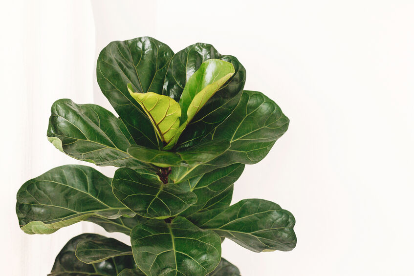 Ficus Lyrata. Beautiful fiddle leaf tree leaves on white background. Fresh new green leaves growing from fig tree, close up.