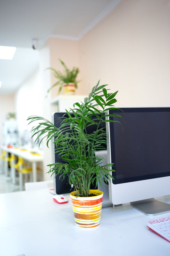 a cozy workplace in a coworking space with a computer and a flower in a pot.