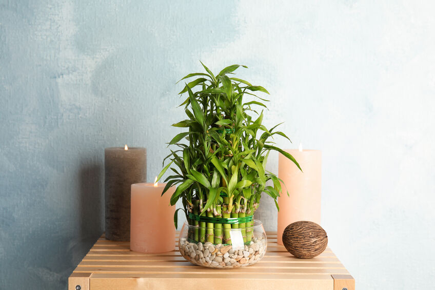 Composition with bamboo in glass bowl on wooden table