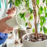 Watering plants by the window