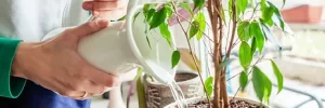 Watering plants by the window