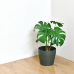 Artificial plant, Philodendron monstera planted on room corner, Indoor tropical houseplant for home and living room interior.