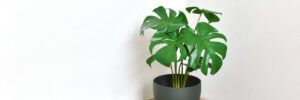 Artificial plant, Philodendron monstera planted on room corner, Indoor tropical houseplant for home and living room interior.