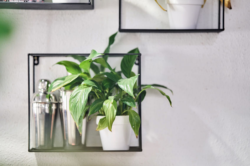 Plant on a shelf next to mixers