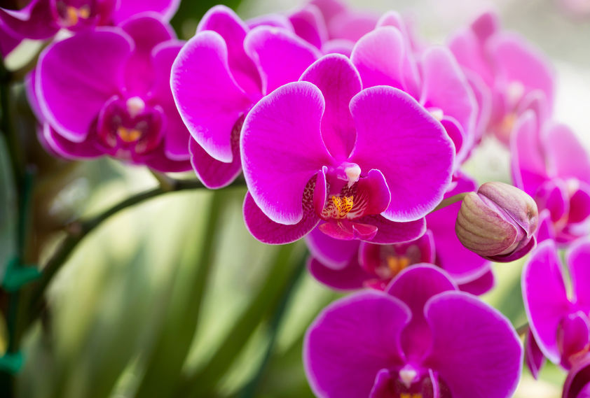 Pink phalaenopsis orchid flower