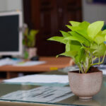 Potted green plant on a office desk