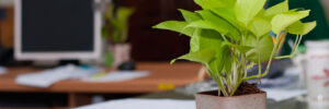 Potted green plant on a office desk