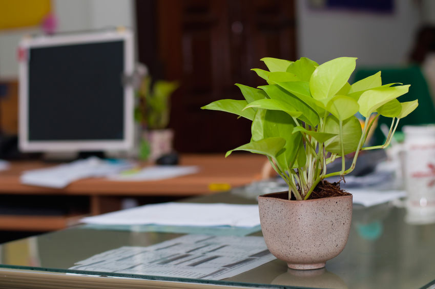 Potted green plant on a office desk