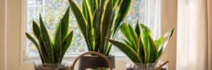 A sansevieria trifasciata snake plant in the window of a modern home or apartment interior.