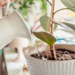 woman's hands watering plants in home selective focus. Making homework. Domestic life concept