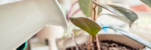 woman's hands watering plants in home selective focus. Making homework. Domestic life concept