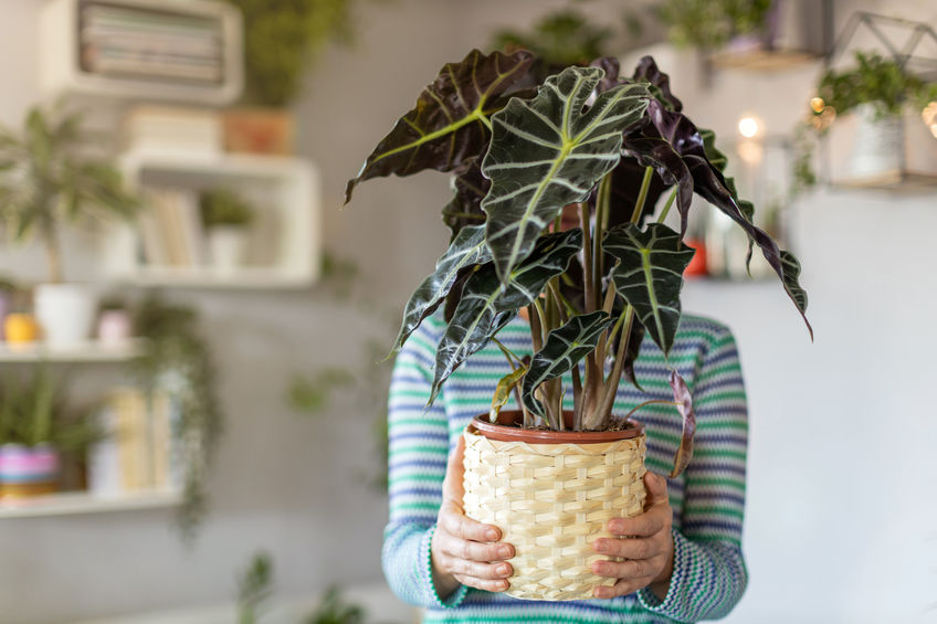 Lady holding plant in an office.