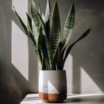 Snake Plant With Tall, Sturdy Leaves In A Sleek White Pot In A Minimalist office. Generative AI